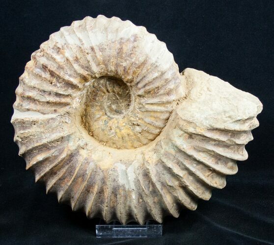 Inch Mantelliceras Ammonite - Madagascar #3315